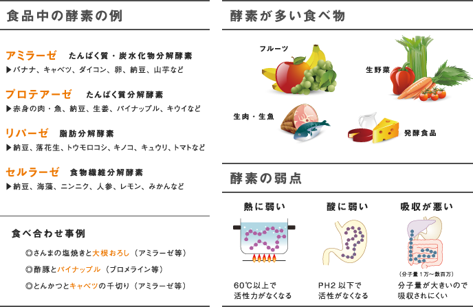 食品中の酵素の例