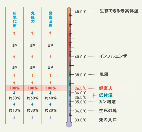 体温を3 6 . 5℃に保つ重要性とは？